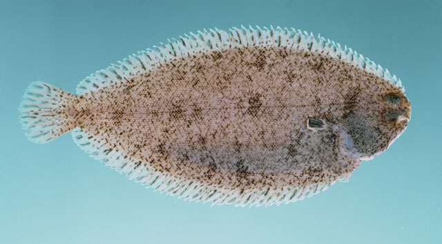(Solea Quensel, 1806) Род Солеи, Морские языки, Genus Solea Quensel